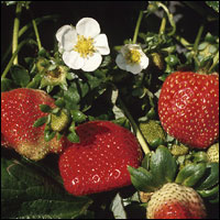 mb_strawberries.jpg